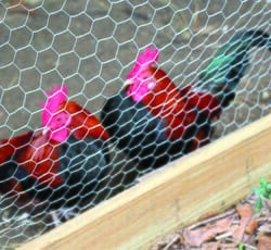 PoultryFence.jpg